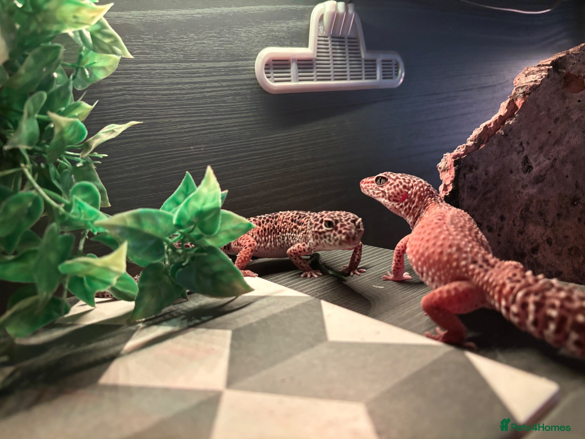 Leopard Gecko reptiles Stumpy and cocoa - Advert 1