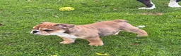 English Bulldog dogs for sale: PURE English Bulldog Pups❤️ 1 Boy & 2 Girls Ready - Advert 8