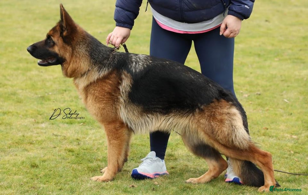 German Shepherd dogs for sale: Litter of puppies with a World Class Pedigree  - Advert 29