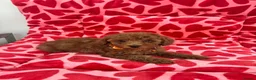 Toy Poodle dogs for sale: KC Registered Red Toy Poodle Boys  - Advert 2
