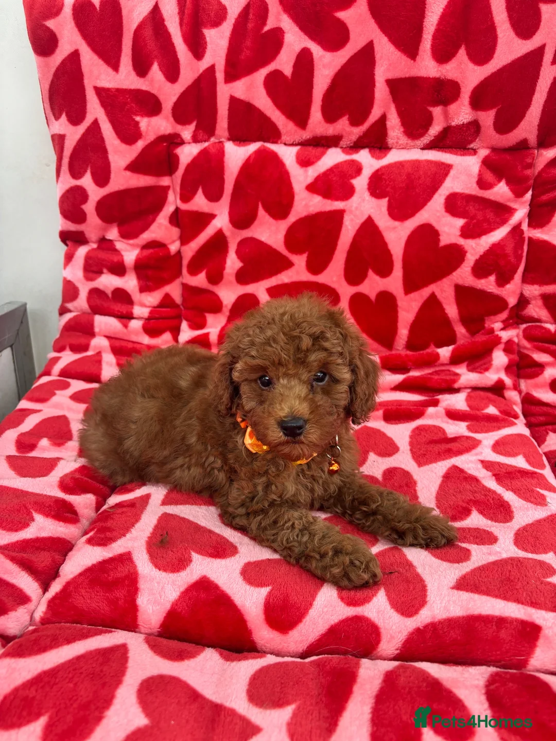 Toy Poodle dogs for sale: KC Registered Red Toy Poodle Boys  - Advert 2