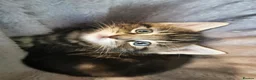 Mixed Breed cats for sale: Extra-cuddly, hand-reared, vet checked kittens  - Advert 3