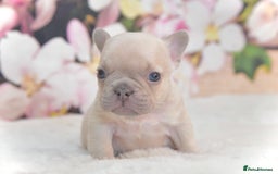 French Bulldog dogs for stud: NEW SHADE ISABELLA health tested  in Hastings - Image 7