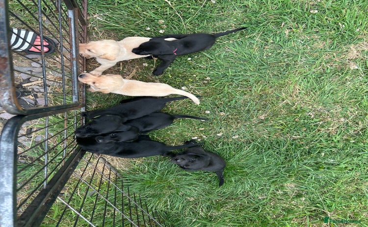 Labrador Retriever dogs - Advert 7