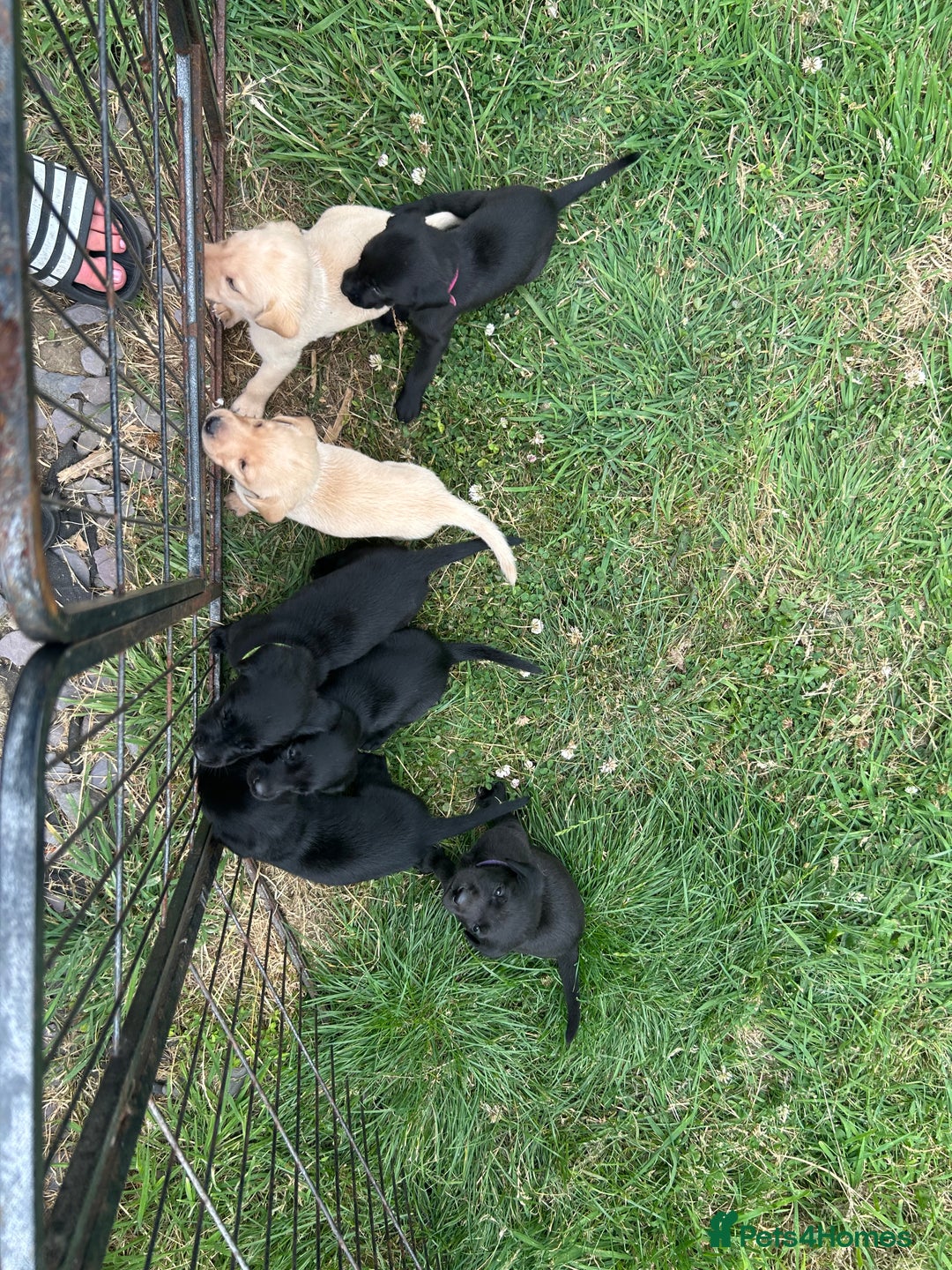 Labrador Retriever dogs for sale: Labrador puppies  - Image 1