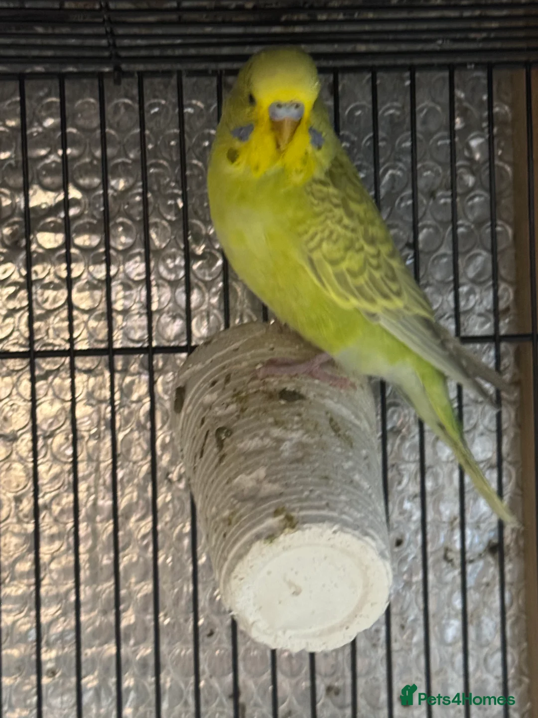 Mixed Breed birds for sale: Zebra Finches  - Advert 2