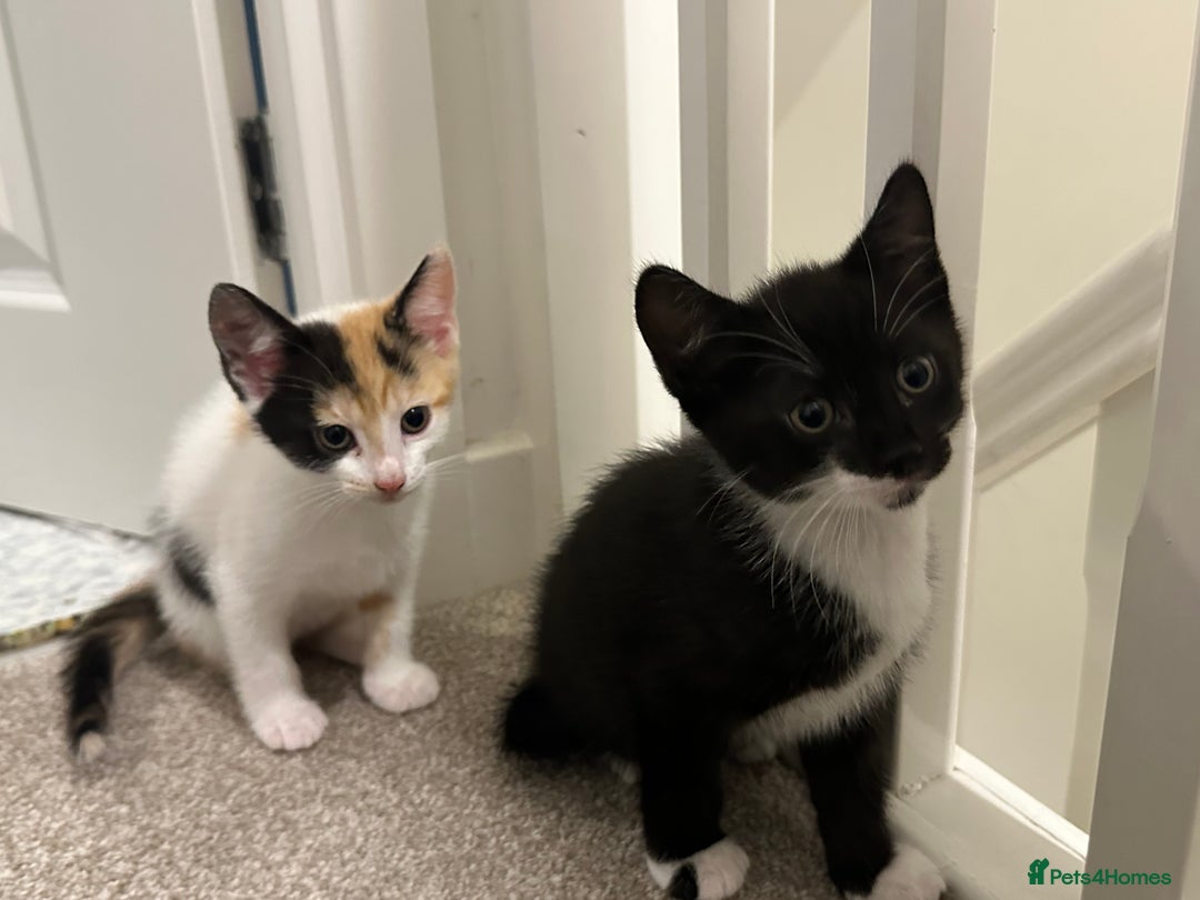 Mixed Breed cats for sale: 2 Kittens - Image 2