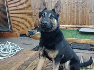 Belgian Shepherd Dog dogs Intelligent dutch herder x belgian malinois - Advert 10