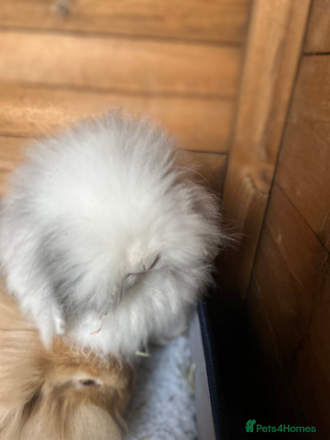 Lionhead rabbits for sale: 5 bunny’s looking for their forever home - Image 3