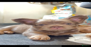 French Bulldog dogs - Advert 11