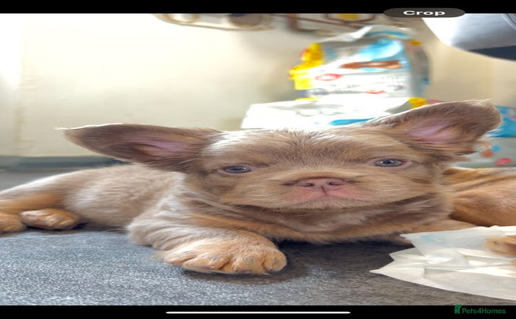 French Bulldog dogs - Advert 2