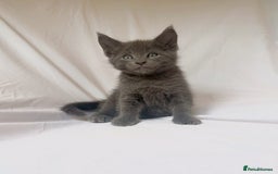 Maine Coon cats for sale: Blue Grey  - Image 1