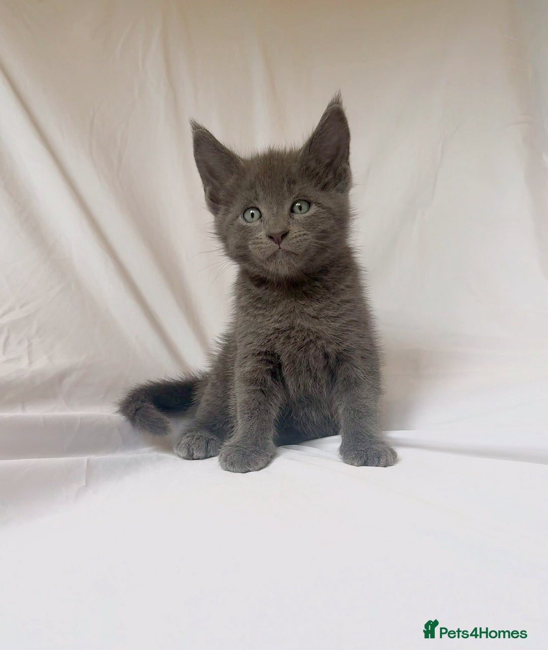 Maine Coon cats for sale: Blue Grey  - Image 1