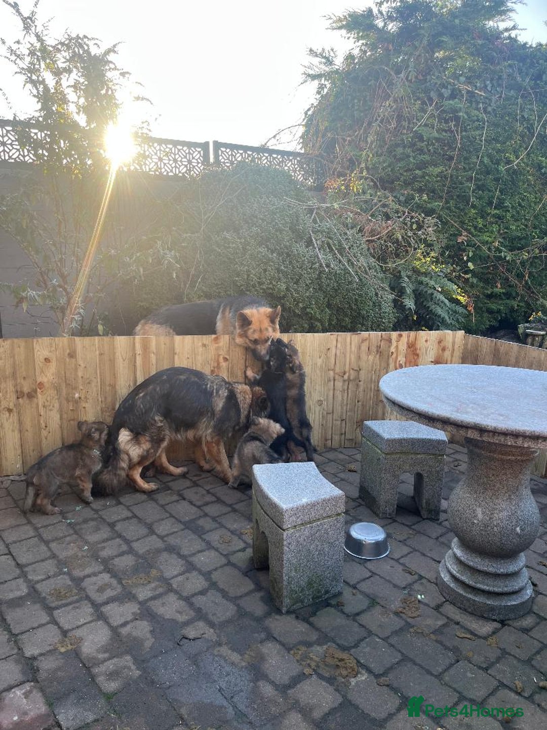 German Shepherd dogs for sale: German shepherd pups - Advert 5