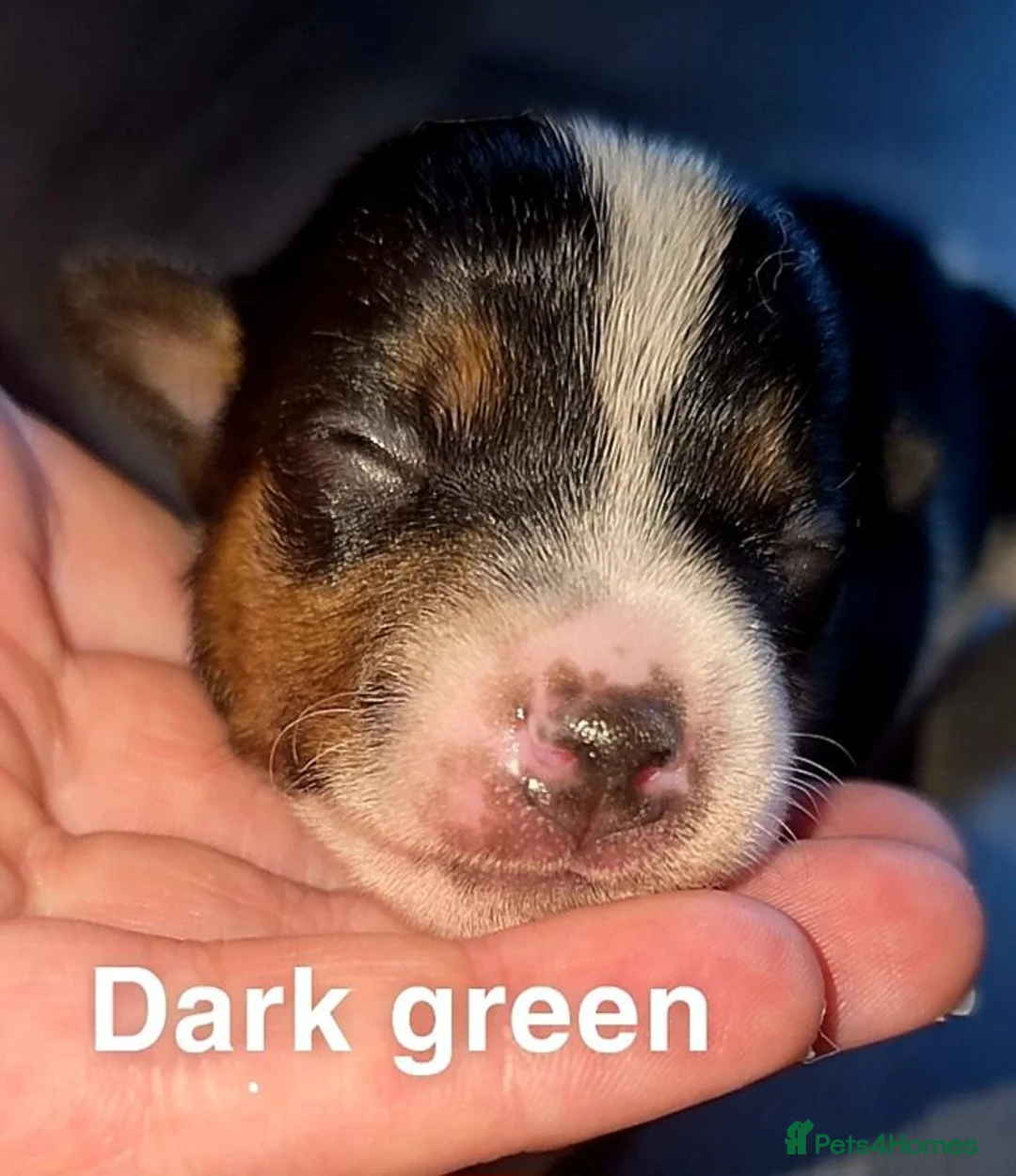 Jack Russell dogs for sale: Female miniature jack russell  - Advert 11