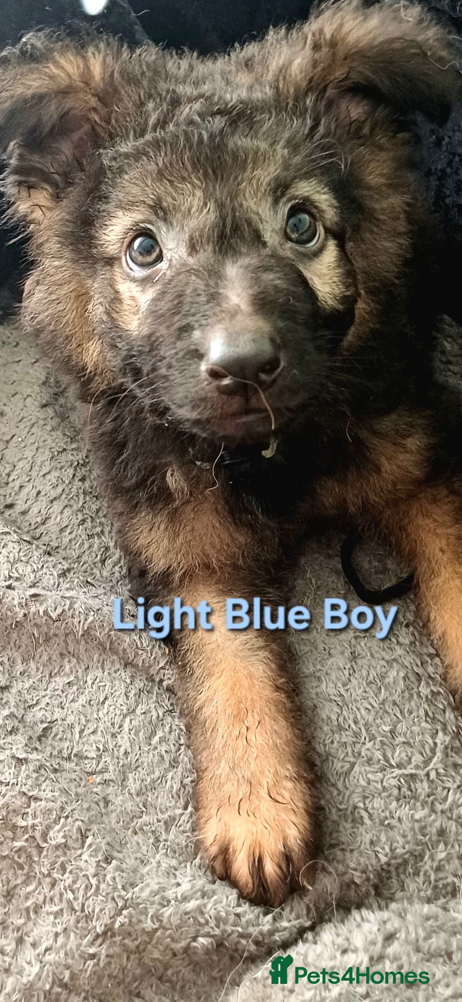 German Shepherd dogs Beautiful Plush Coated German Shepherd Puppies  - Advert 2