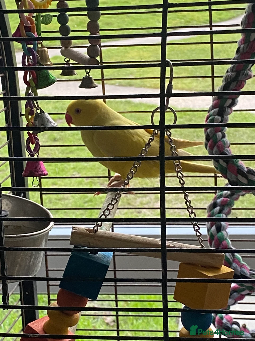 Ringnecks birds for sale: Beautiful female ring neck  - Advert 4