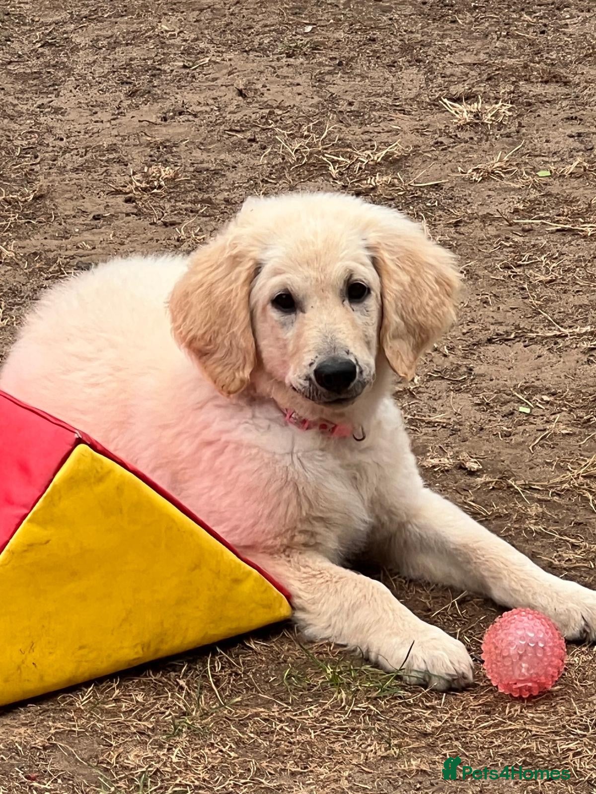 Goldendoodle dogs 🐾 Goldendoodle large puppies ready now 🐾 - Advert 2