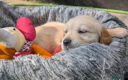 Golden Retriever dogs for sale: Gorgeous Golden Retriever puppies - Image 10