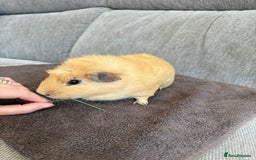 Guinea Pig rodents for sale: Male Guinea Pig - Image 3