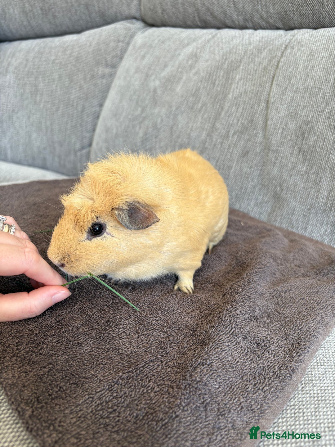 Guinea Pig rodents for sale: Male Guinea Pig - Image 3