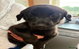 Labrador Retriever dogs for sale: Lovely unexpected litter of Labs - Image 14