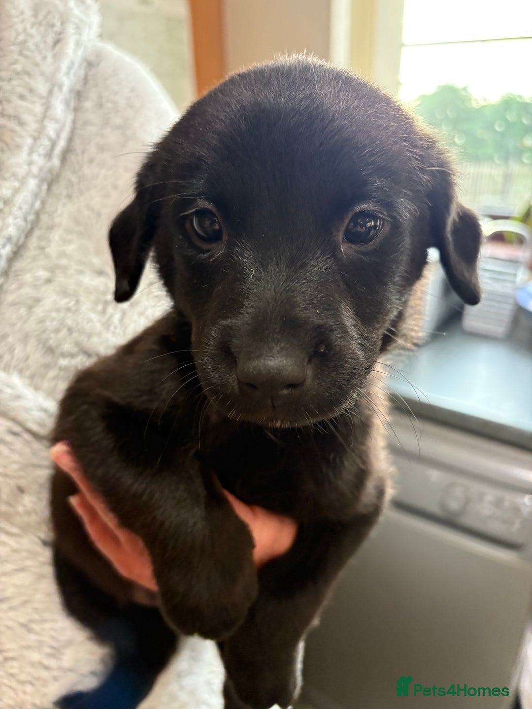 Labrador Retriever dogs for sale: Lovely unexpected litter of Labs - Image 14