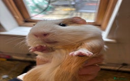 Guinea Pig rodents for sale: 3 boars for sale - Image 2