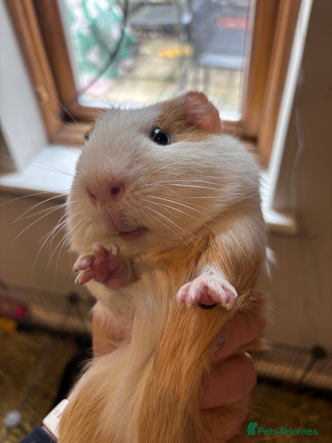 Guinea Pig rodents for sale: 3 boars for sale - Image 2