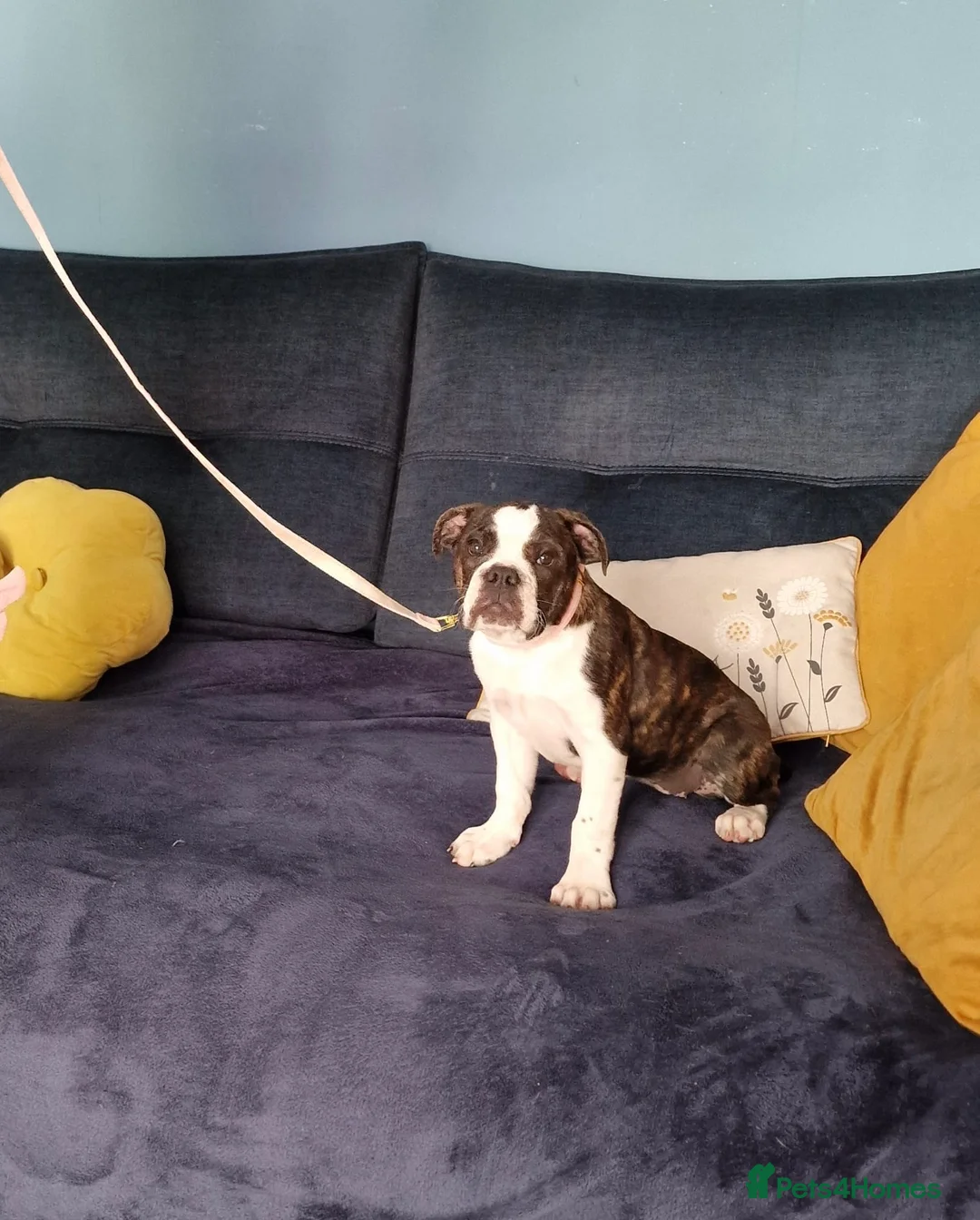 Dorset Olde Tyme Bulldogge dogs for sale: Reduced 12 Week old stunning pups - Advert 2