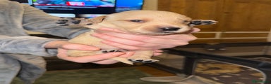 Goldador Puppy 1