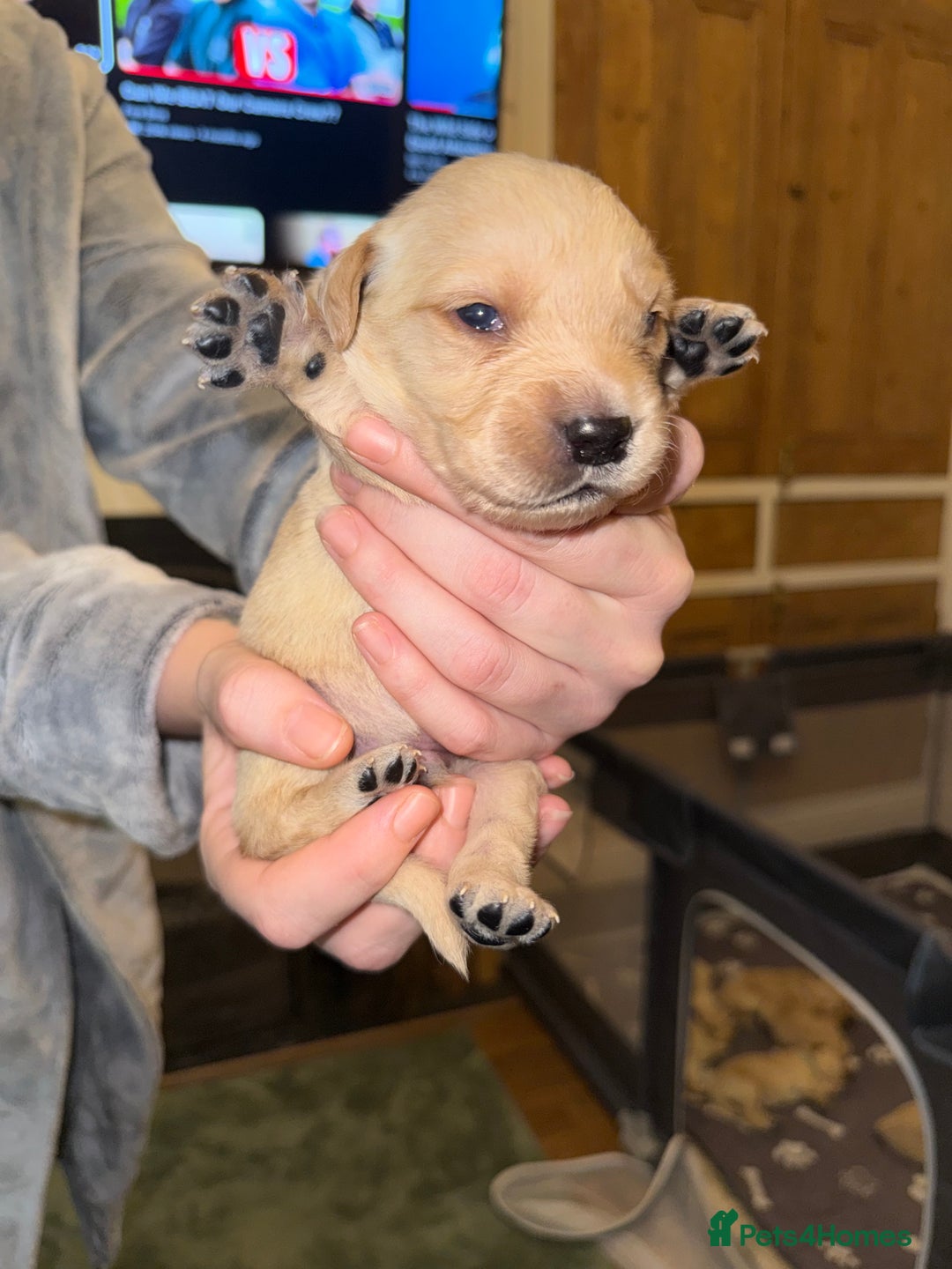 Goldador dogs for sale: 8 beautiful golden retriever x red lab puppies  - Advert 24