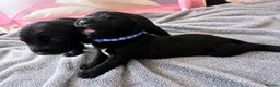 Labradoodle dogs for sale: Beautiful Labrador × Labradoodle Puppies  in Alfreton - Advert 8