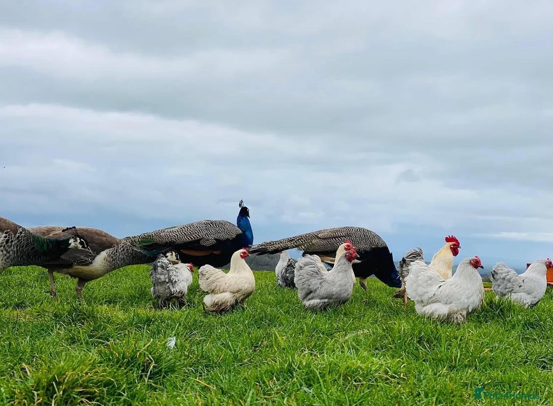 Mixed Breed birds for sale: Point of lay Hens & Pullets – VARIOUS BREEDS 🦚  - Image 22