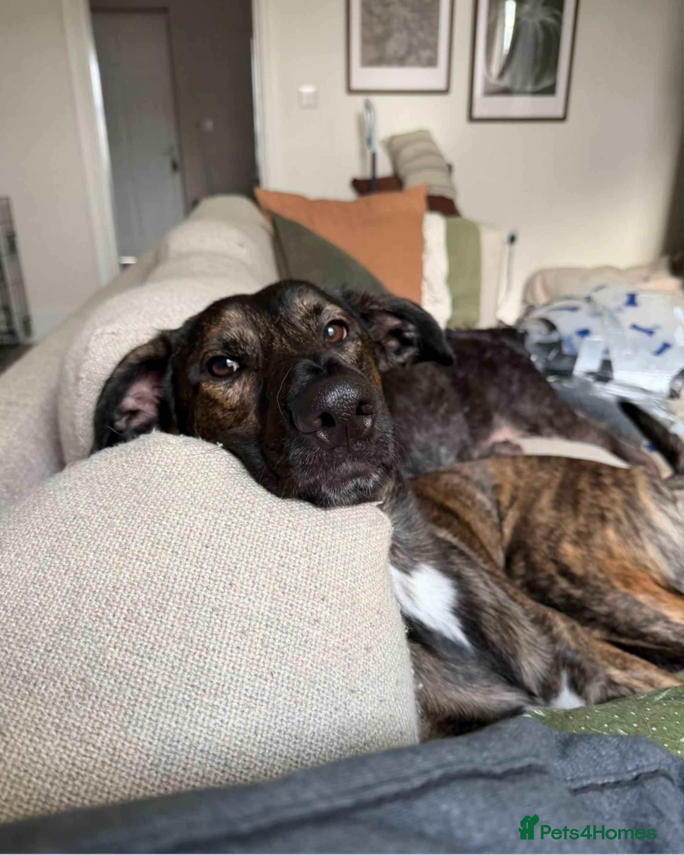 Lurcher dogs Seb is a big-hearted whirlwind with a snuggly side - Advert 1