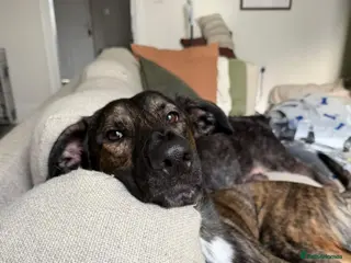 Lurcher dogs Seb is a big-hearted whirlwind with a snuggly side - Advert 1