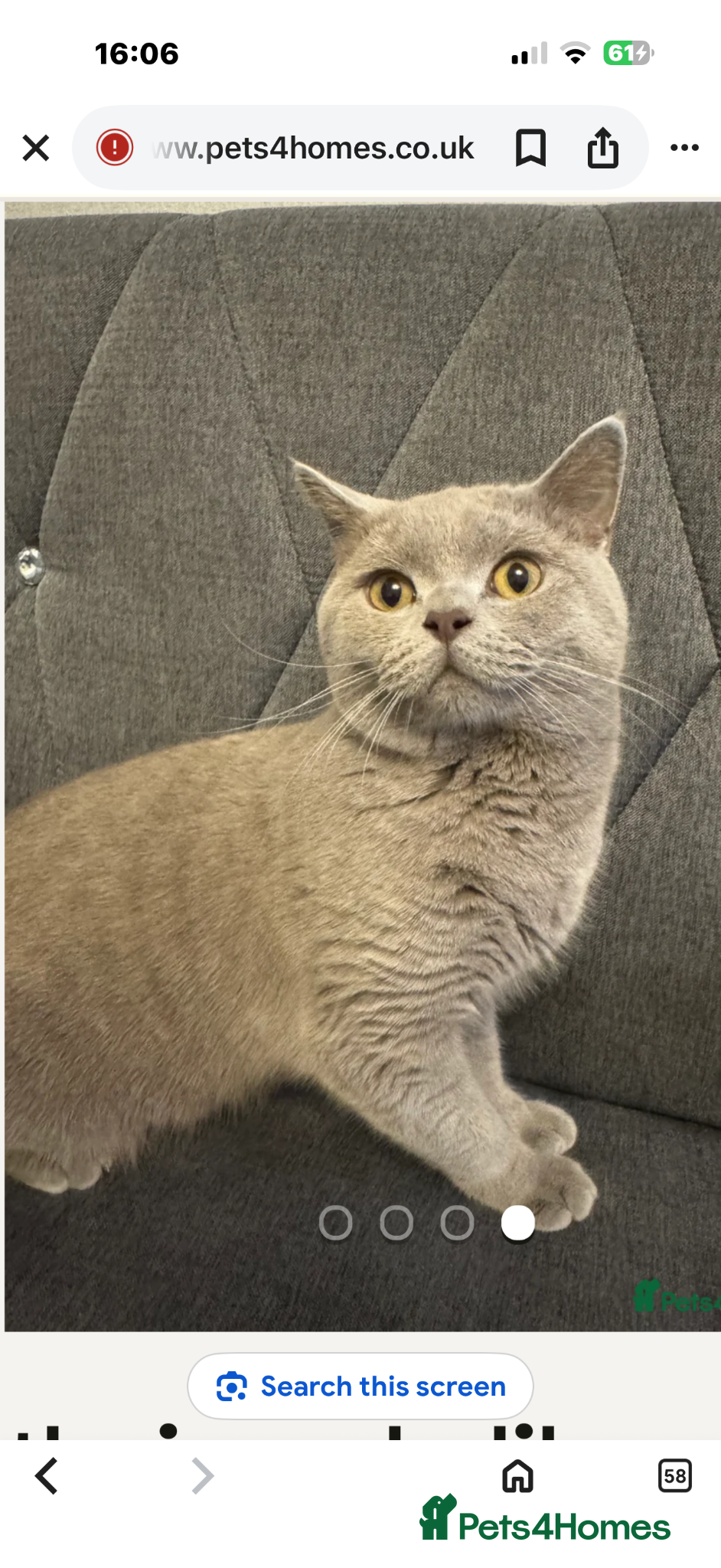 British Shorthair cats STUNNING LILAC BSH MALE FOR STUD - Advert 1