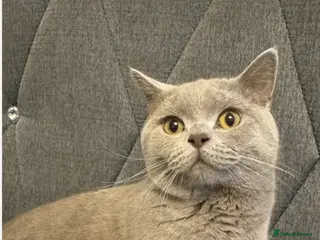 British Shorthair cats STUNNING LILAC BSH MALE FOR STUD - Advert 1