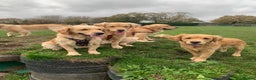 Golden Retriever dogs for stud: Health Tested Proven Golden Retriever Stud in Reading - Advert 10