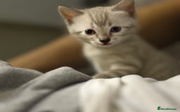 Bengal cats for sale: 3 beautiful bengal kittens - Image 1