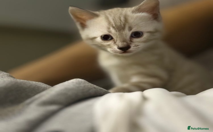 Bengal cats - Advert 8