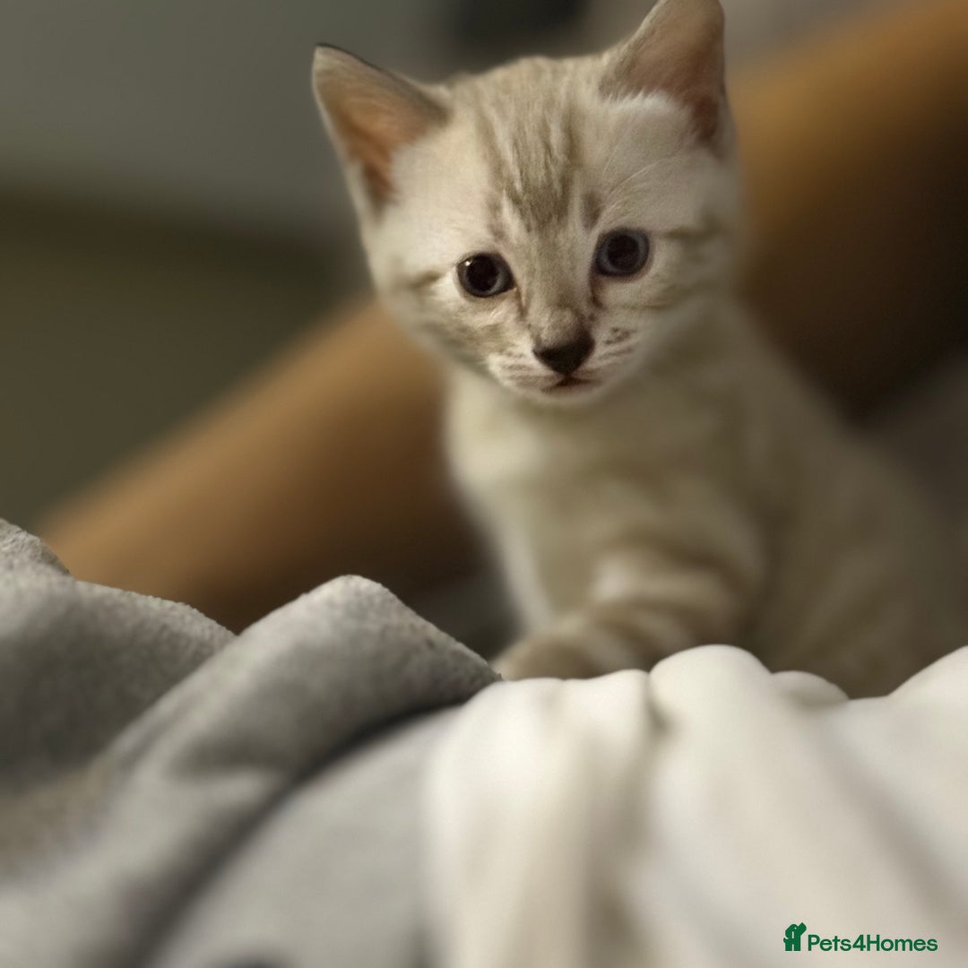 Bengal cats for sale: 3 beautiful bengal kittens - Image 1