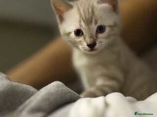 Bengal cats - Advert 10