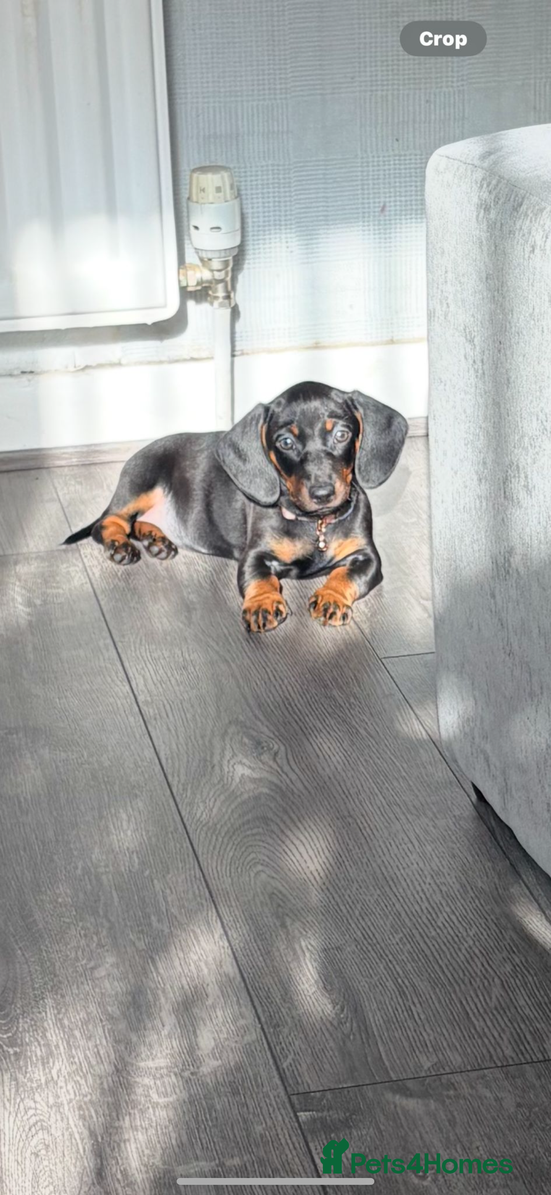 Dachshund dogs for sale: Female dachshund  - Advert 1