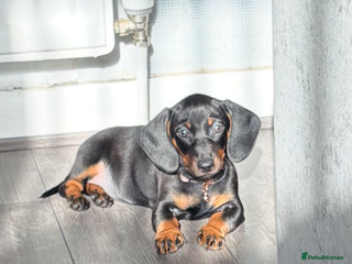 Dachshund dogs Female dachshund - Advert 1
