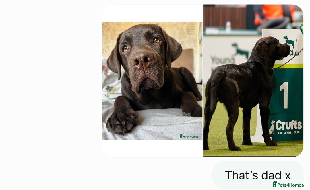 Labrador Retriever dogs for sale: 🤎🖤Outstanding Show Type Labradors🖤🤎KC&fully HT - Image 13