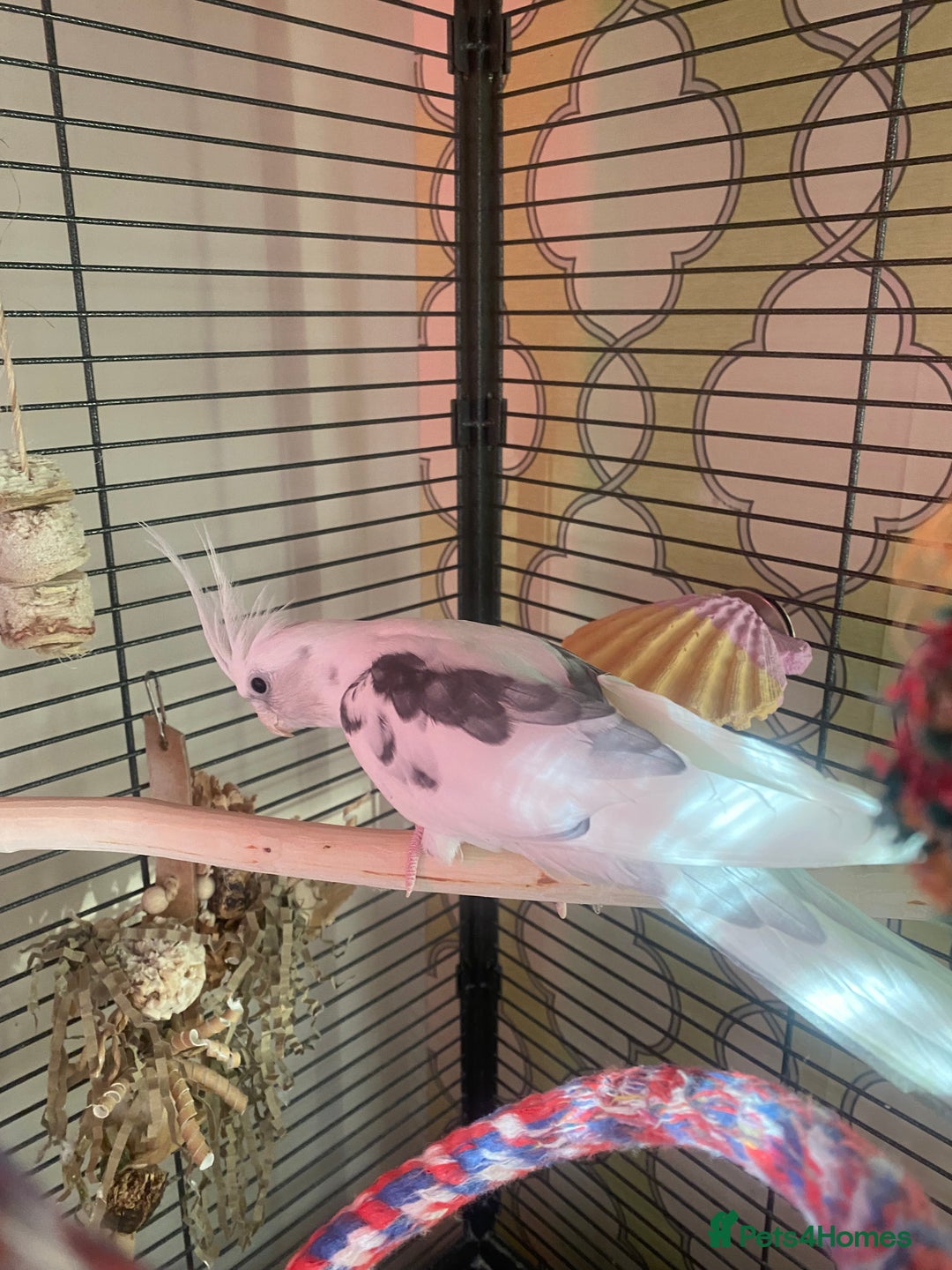 Cockatiels birds for sale: New home needed for Cockatiel  - Advert 4