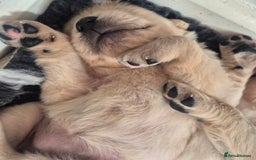 Golden Retriever dogs for sale: Beautiful golden retriever pupoies - Image 8
