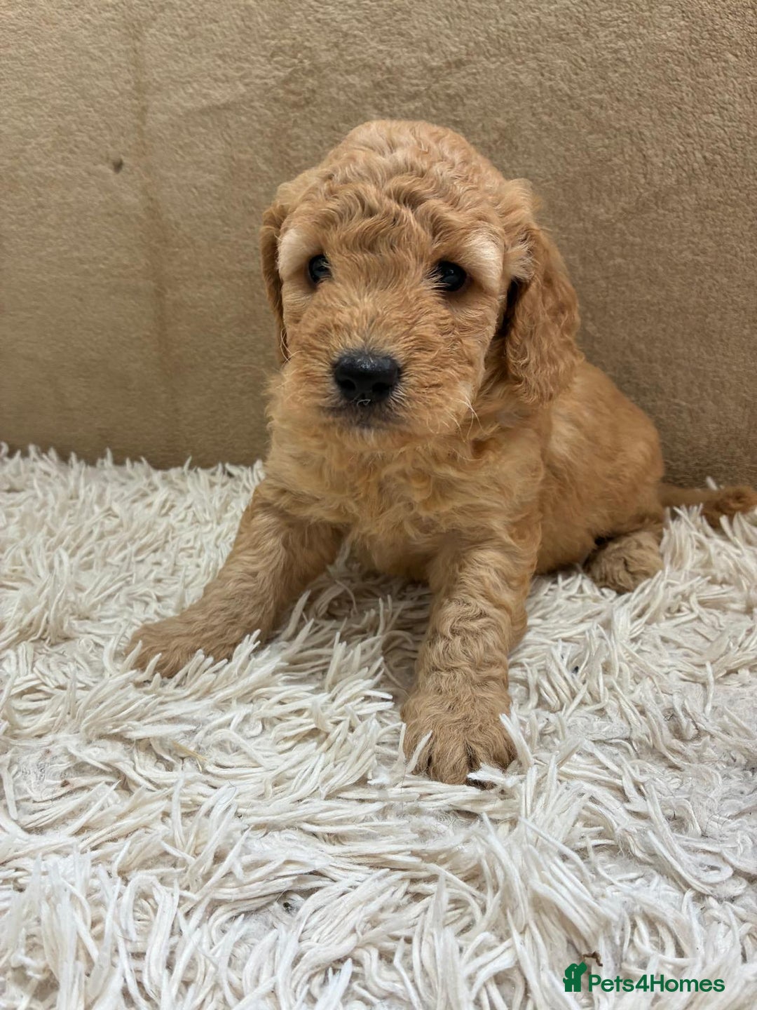 Sproodle dogs for sale: Lovely Sproodles (Springerpoos) - Image 15