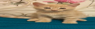 Simba